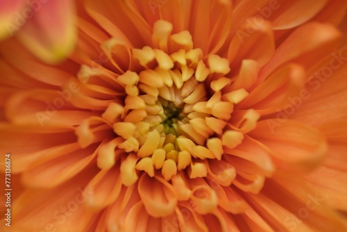 Closeup of a vivid orange flower with soft petals