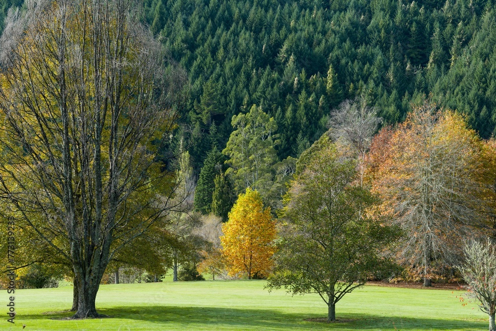 Picturesque landscape featuring a lush green grassy field with autumn trees