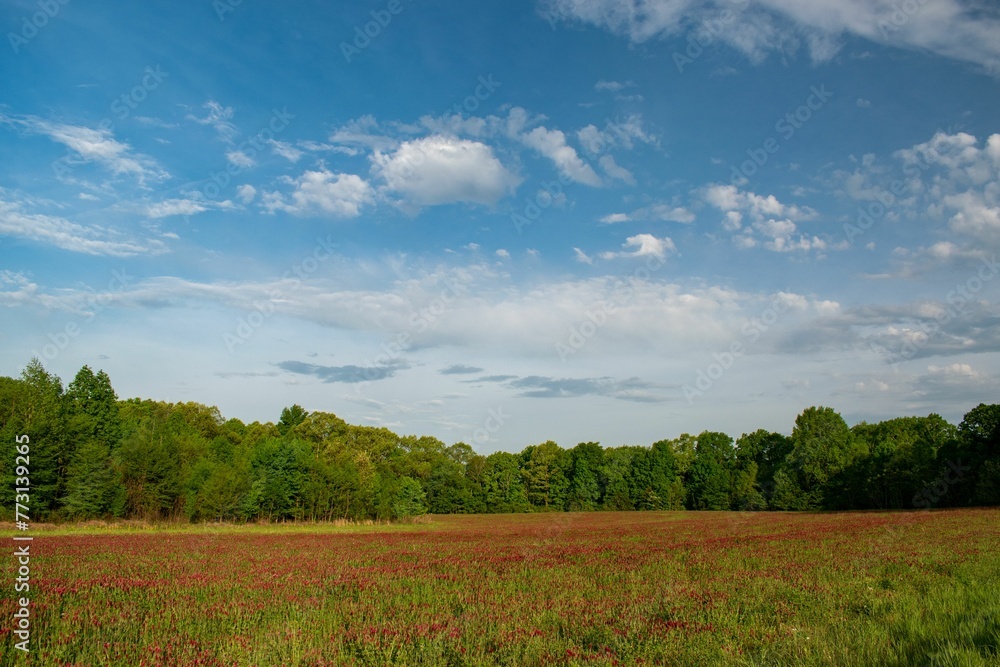 Peaceful and idyllic scene of a field of wildflowers and lush green grass under a bright blue sky
