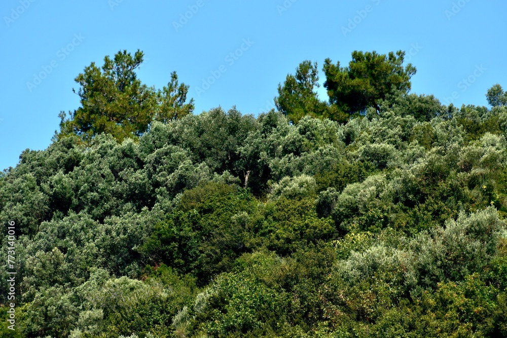 Bottom view of olive and pine trees on a hill against blue sky in summer, Turkey