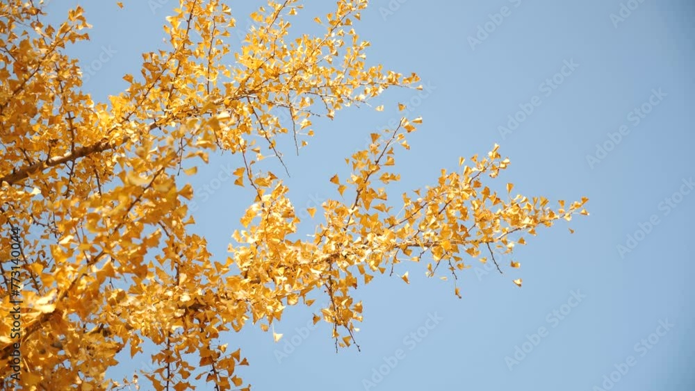 Yellow ginkgo tree during autumn in Busan, South Korea. High quality 4k footage