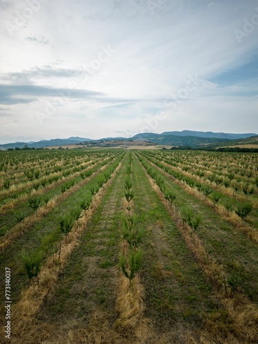 Idyllic view of a vibrant apple orchard. © Wirestock