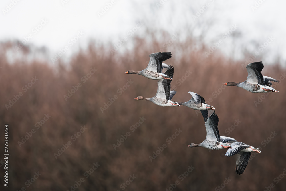 Flug