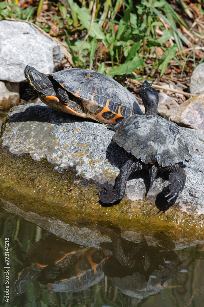 Fototapeta premium turtle on the rock