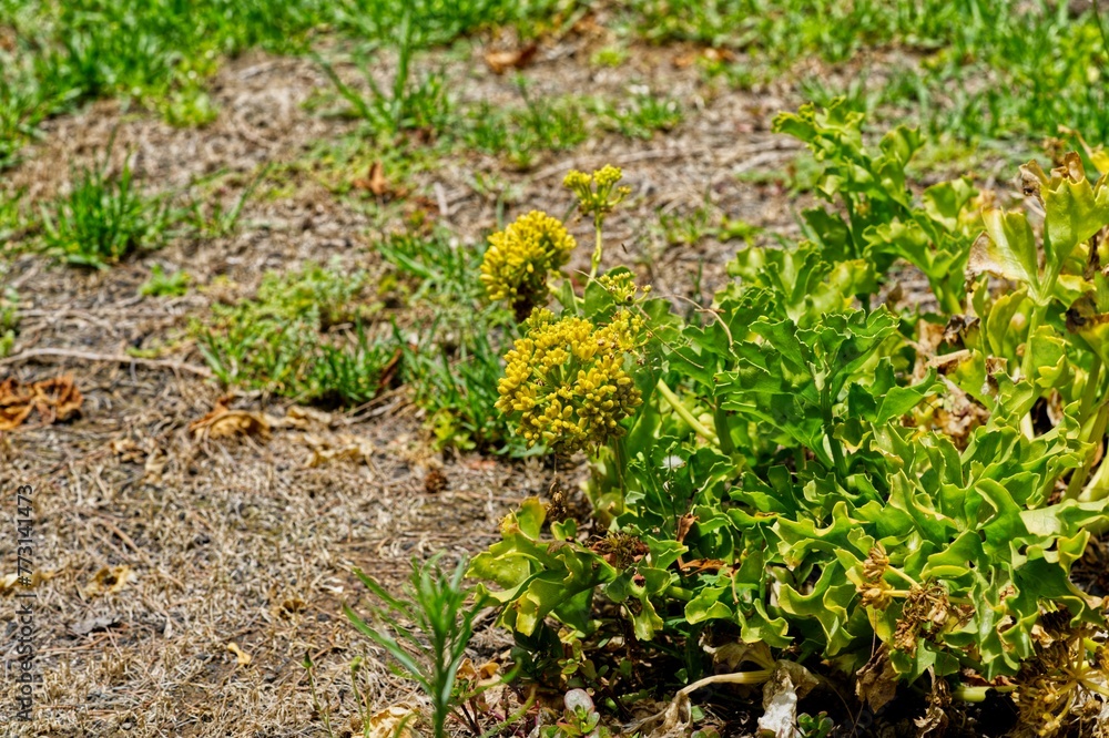 Wildflowers isolated against a wide open landscape Wildflowers isolated against a wide open landscape