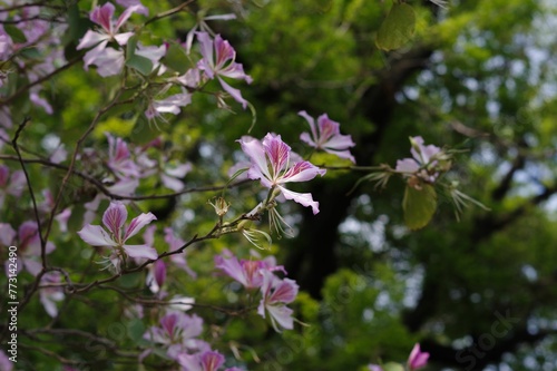 Wallpaper Mural Close-up shot of Bauhinia variegata blooming in the garden at sunlight Torontodigital.ca