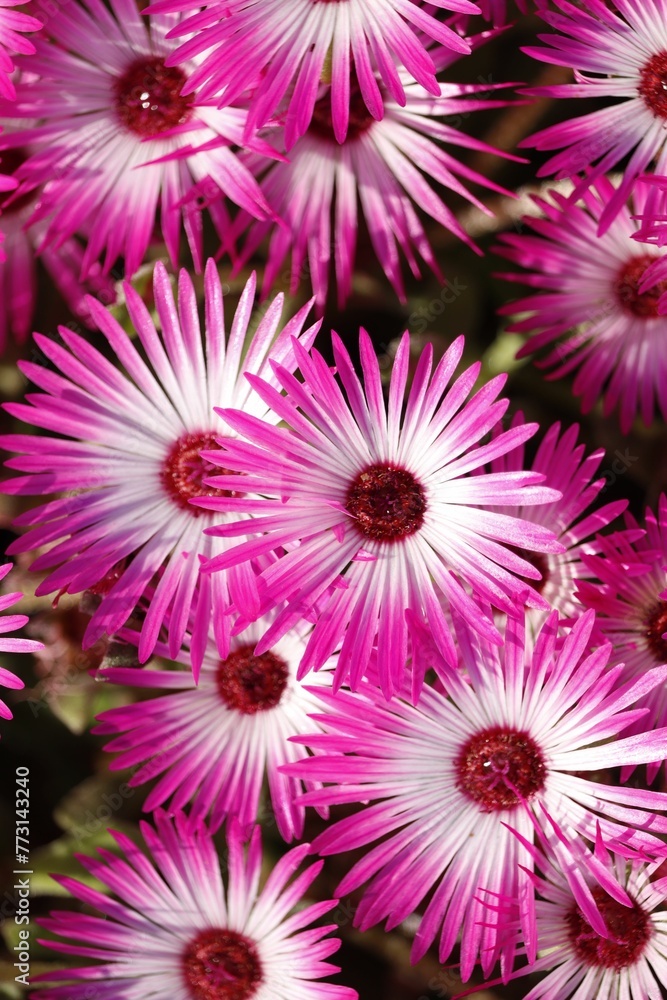 Vibrant close-up of white and purple Livingstone daisies Vibrant close-up of white and purple Livingstone daisies