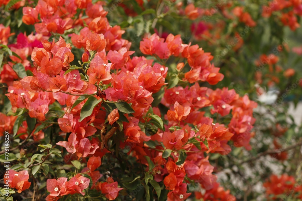 Vibrant red, sunlit bougainvillea glabra flower bush
