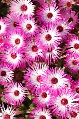 Vertical closeup of pink daisy flowers in sunlight © Wirestock