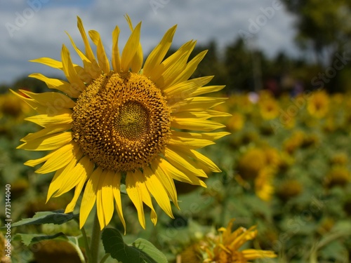 Big sunflower in a garden