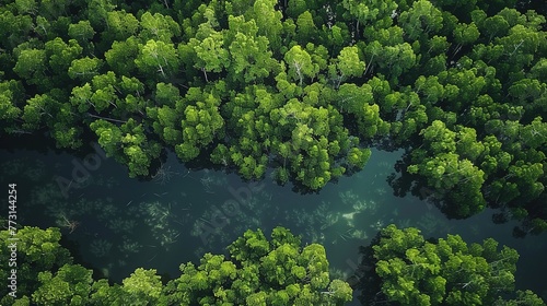 Earth Day - Aerial Top View of Mangrove Forest. Enviroment Day Concept with Trees and Water Stream River. Drone View Green Background for Carbon Neutrality and Zero Emission 