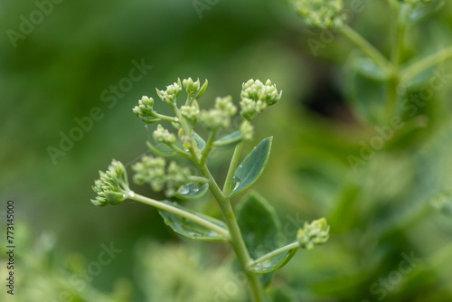 Shot of vibrant green buds of a flower growing on a stem in a lush green grass field