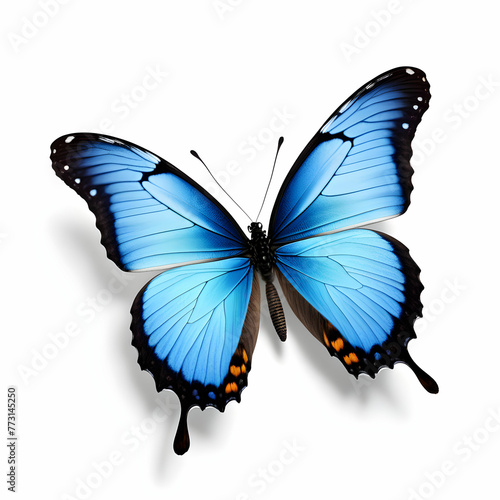 Linda borboleta Azul em voo, borboleta em pouso em voo isolada em um fundo branco  photo