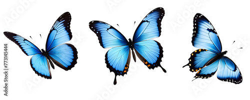 Conjunto de Lindas borboletas Monarca Azul  em voo, Mariposas Azuis em voo isolada em um fundo transparente.  © Thas