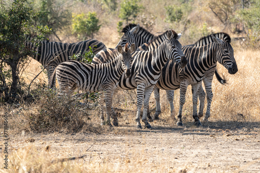 Obraz premium Zebrafamilie (Equus quagga)