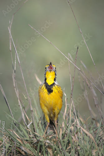 Yellow-throated longclaw singing from a grassy area photo