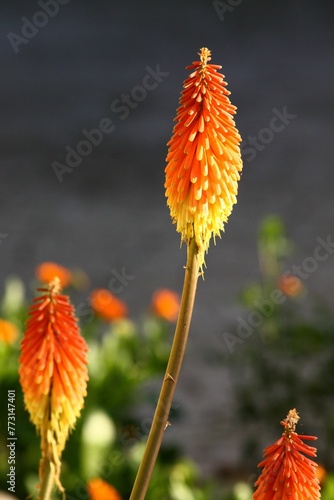 Close-up shot of Kniphofia uvaria on a gray background surrounded with greenery photo