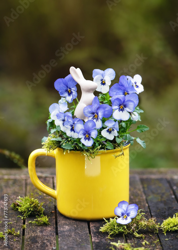 Fototapeta Naklejka Na Ścianę i Meble -  Beautiful white and blue horned pansy flowers in a yellow flowerpot with a little easter bunny decor on garden wooden table. Garten decoration or floristic concept. (Viola cornuta)