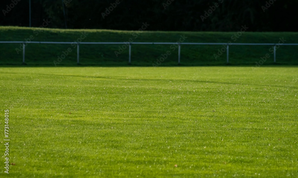 Obraz premium Closeup of a lush green field on a sunny day