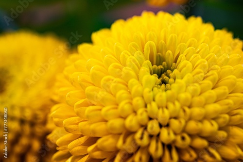 A macro shot of details on a blooming yellow dalhia flowers