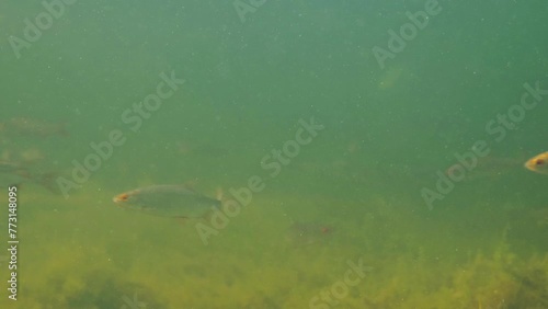 School of common roach fish swimming underwater photo