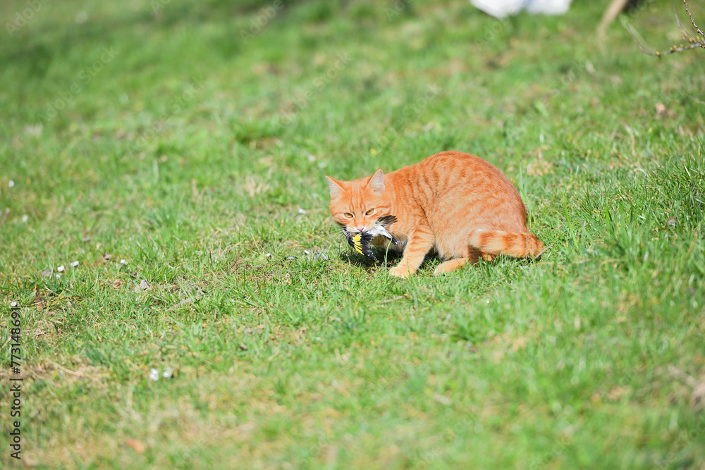 Domestic cats are a great danger for small garden birds