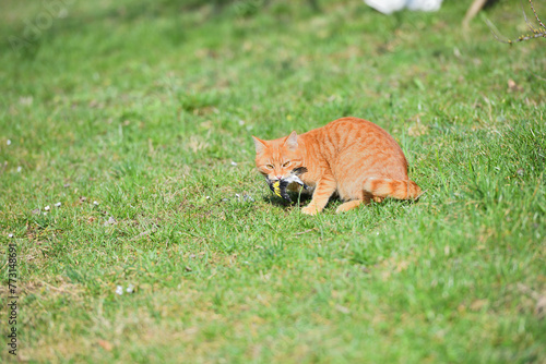 Obraz na płótnie Domestic cats are a great danger for small garden birds w salonie