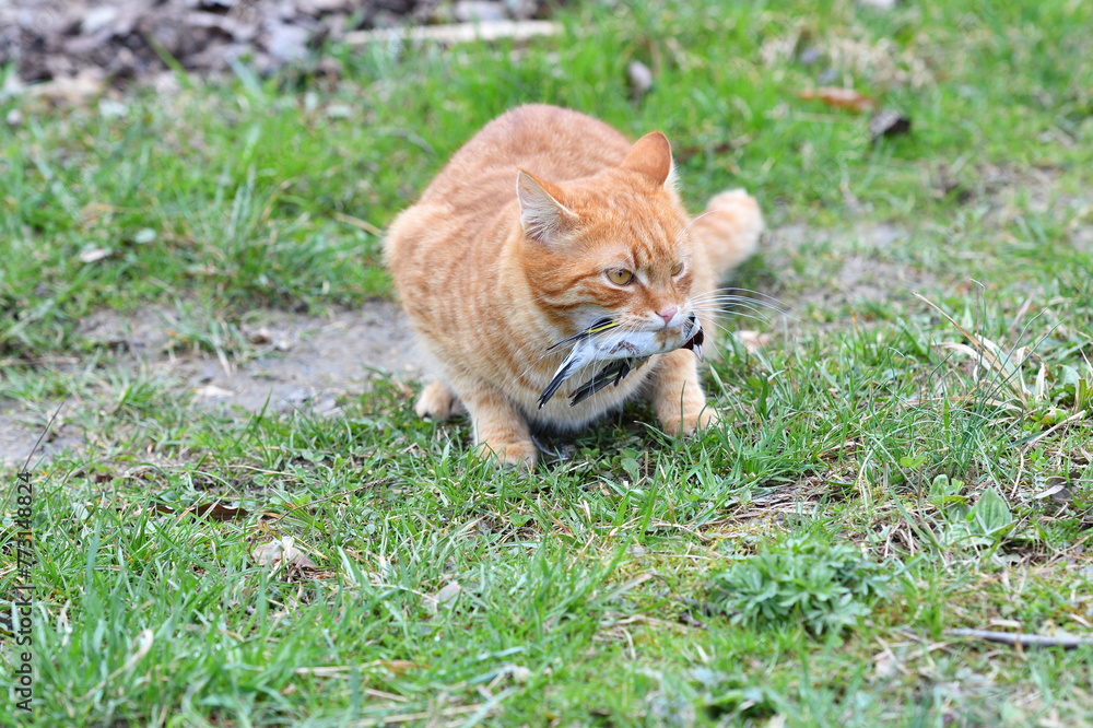 A domestic red cat caught a bird in the garden