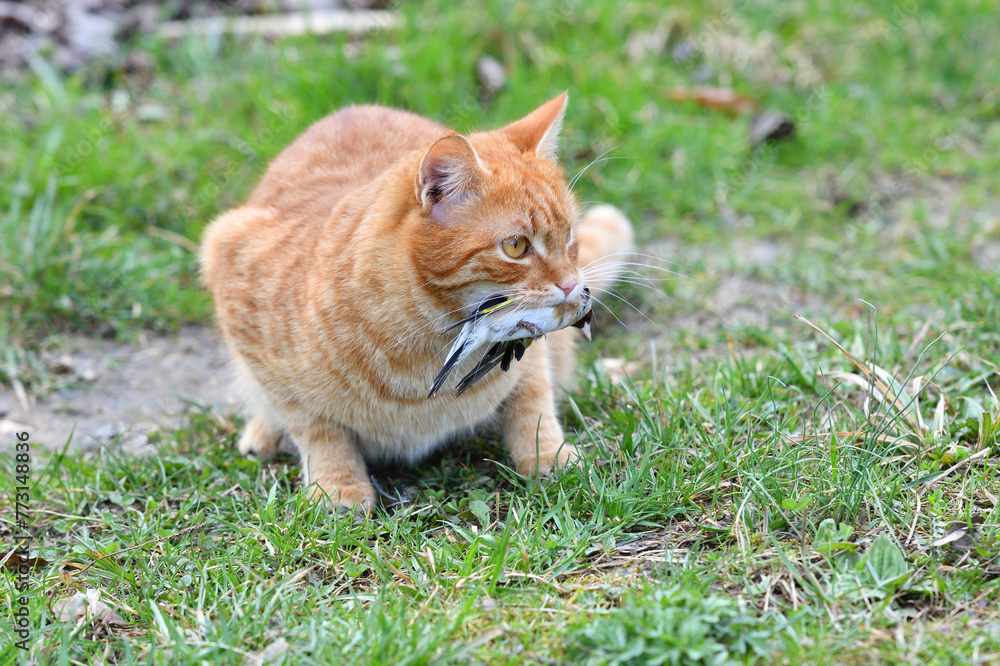 Domestic cats have an instinct by nature to hunt small garden birds