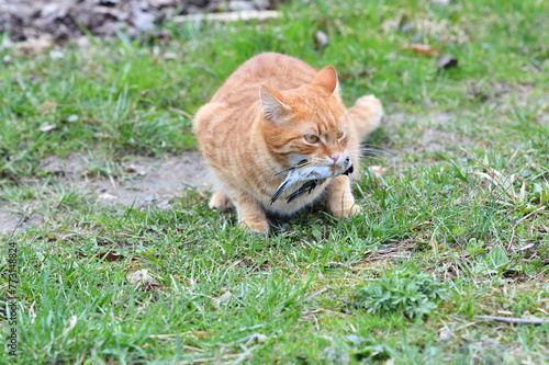 Obraz na płótnie A domestic red cat caught a bird in the garden w salonie