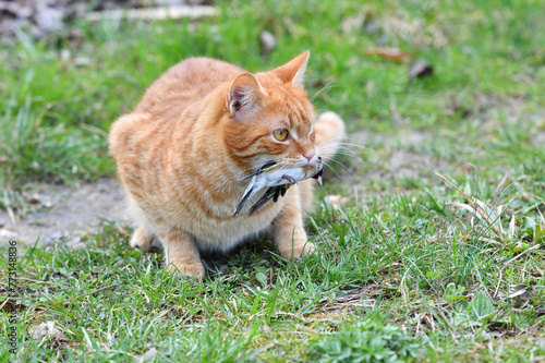 Obraz na płótnie Domestic cats have an instinct by nature to hunt small garden birds w salonie