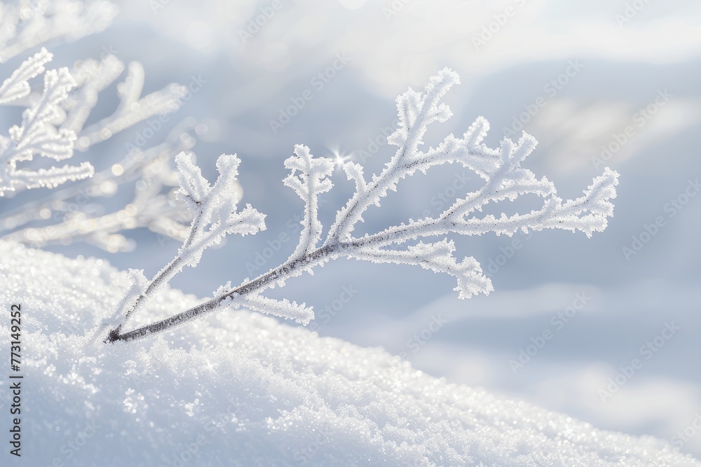 A close-up of a plant covered in snow, with delicate ice crystals glistening under sunlight