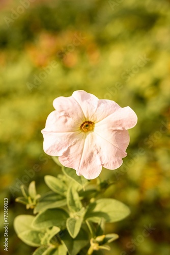 Close-up shot of a hollyhocks flower with a background of lush greenery © Wirestock