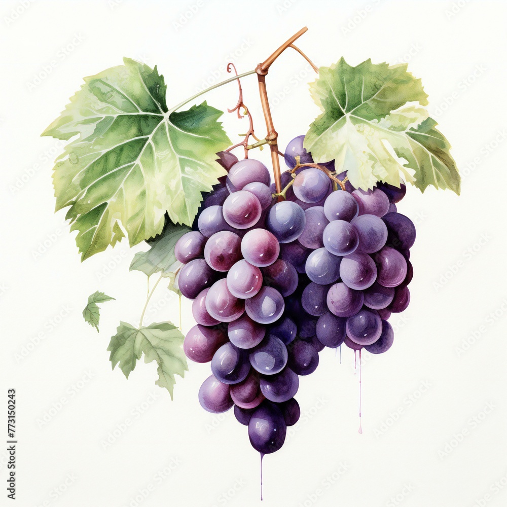 Fototapeta premium watercolor grapes in white background