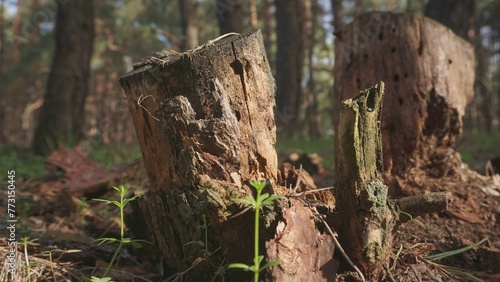 Dry bark on stump