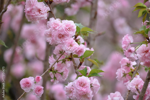 flowering cherry cultivar with pink flowers on branch