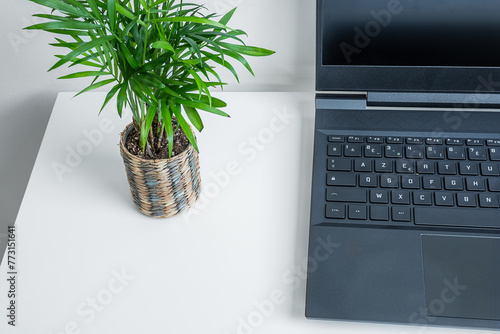 An opened laptop and mini plant of chamaedorea on a desktop with copy space