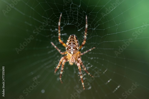 European garden spider in the center of its intricately woven web