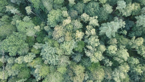 Aerial view of a forest with lush green trees