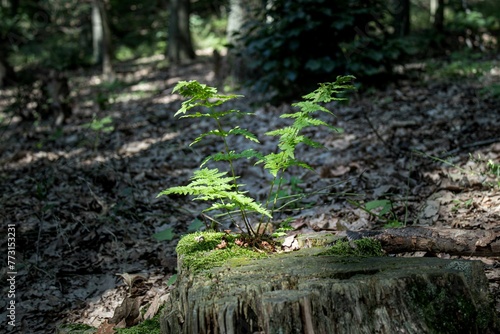 a tree stump with a small plant growing from it on the ground