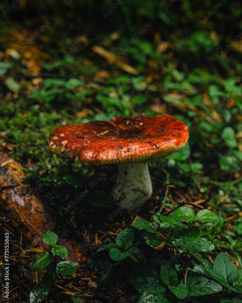 Red mushroom growing in a grassy area on the ground Red mushroom growing in a grassy area on the ground