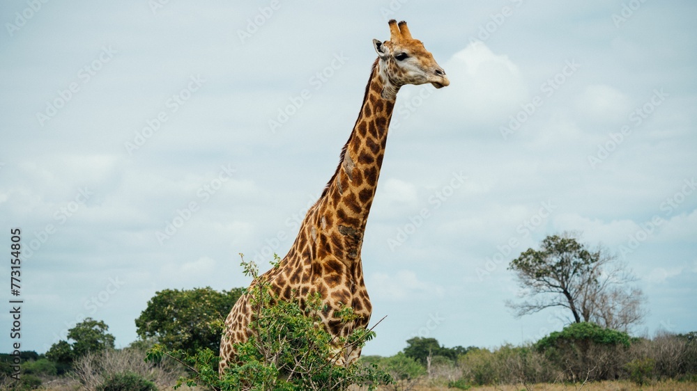 Fototapeta premium Beautiful shot of a giraffe in its natural habitat
