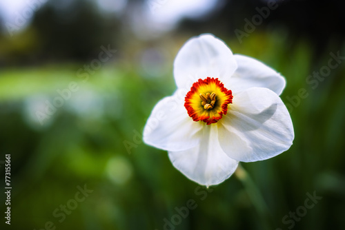 Weiße Narzisse (Dichternarzisse) zeichnet sich vor einem unscharfen Blumenbeet aus