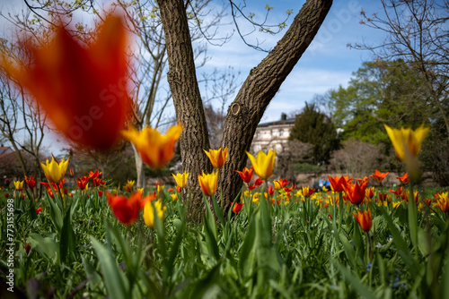 Tulpenwiese im Frühjahr, unscharfe Tulpe im Vordergrund