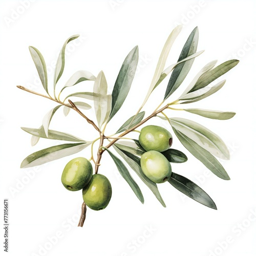 watercolor olive in white background