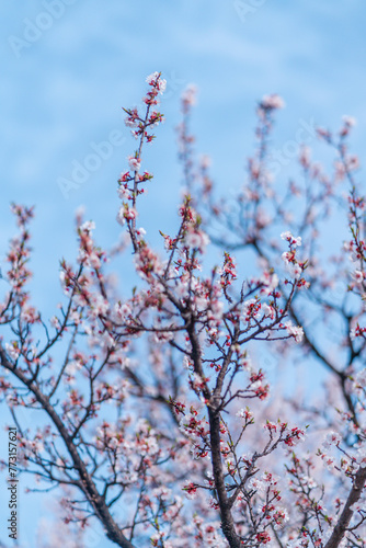 cherry blossoms