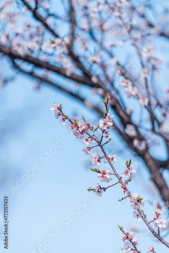 cherry blossoms