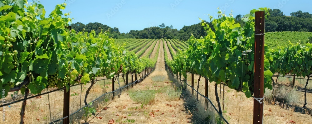 Sun-kissed vineyard tour rows of grapevines