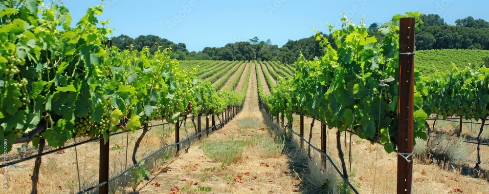 Sun-kissed vineyard tour rows of grapevines Sun-kissed vineyard tour rows of grapevines