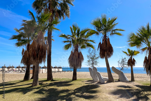 palm trees on the beach in Fuengirola in Spain photo